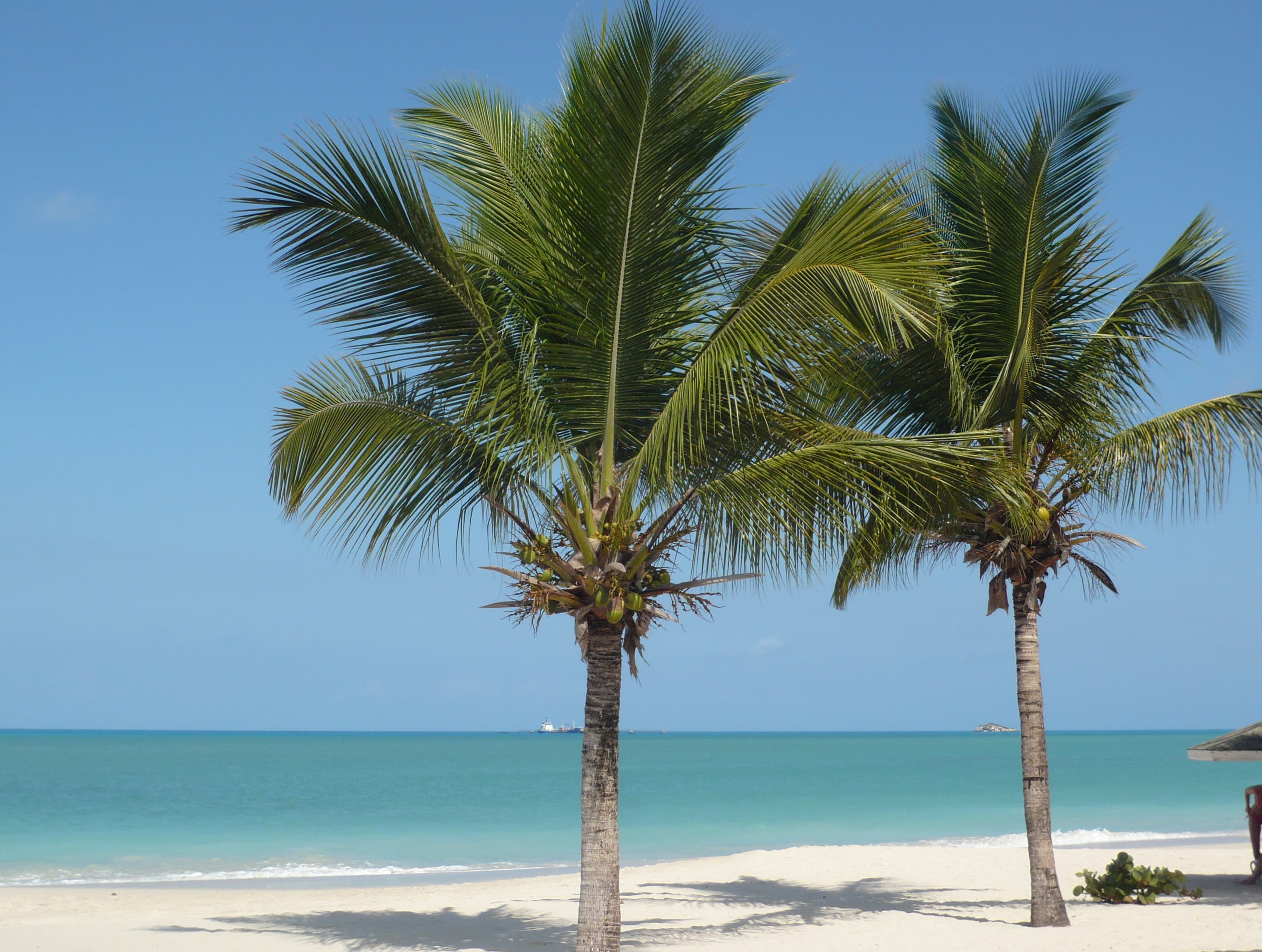 Photo: georama, CC BY 3.0, via Wikimedia Commons (https://commons.wikimedia.org/wiki/File:Antigua_und_Barbuda_-_panoramio_-_georama_(16).jpg)