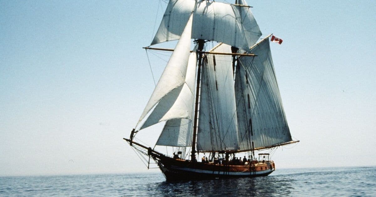 Photo of Pacific Swift (1 of 3)